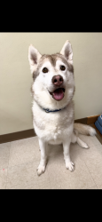 Lost Male Dog last seen W 131st Cleveland Ohio, Cleveland, OH 44135