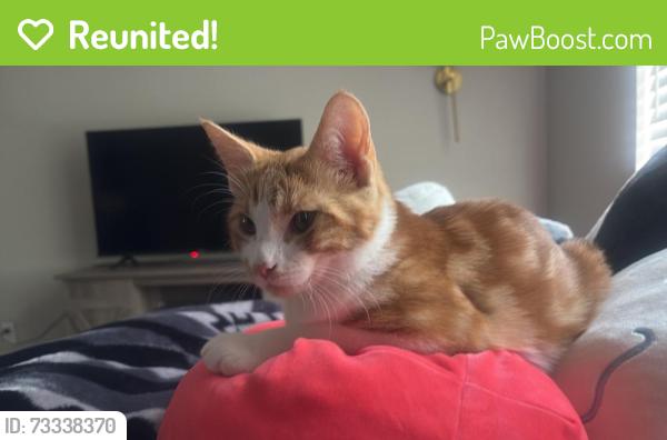 Reunited Male Cat last seen Huron street, Northglenn, CO 80234
