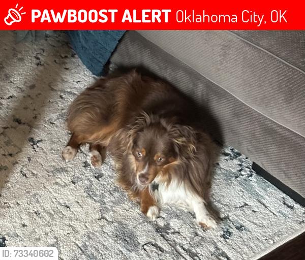 Lost Male Dog last seen Memorial and Morgan, Oklahoma City, OK 73099