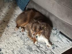 Lost Male Dog last seen Memorial and Morgan, Oklahoma City, OK 73099