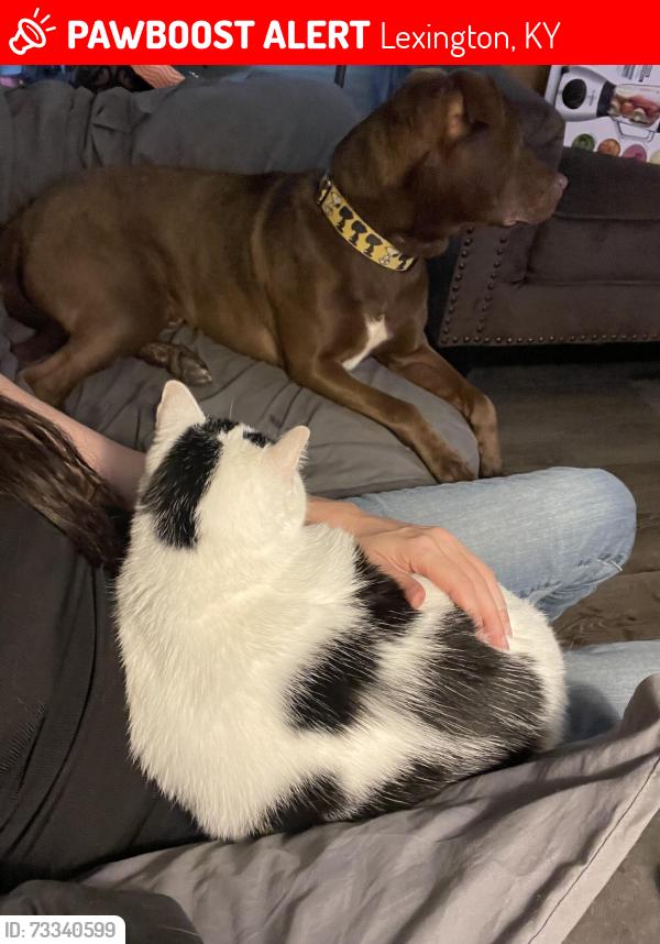 Lost Female Cat last seen Tates creek rd canter point apmts, Lexington, KY 40517