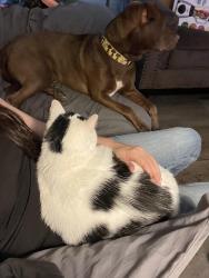 Lost Female Cat last seen Tates creek rd canter point apmts, Lexington, KY 40517