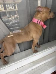 Lost Female Dog last seen n 3rd & seneca st, Harrisburg, PA 17110