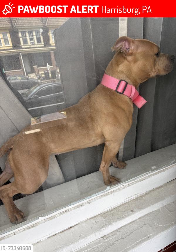 Lost Female Dog last seen n 3rd & seneca st, Harrisburg, PA 17110