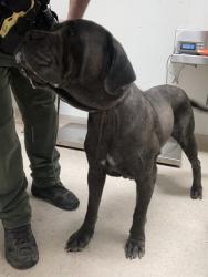 Shelter Stray Female Dog last seen Near BLOCK SPARKS ST, BAKERSFIELD CA 93307, 3951 Fruitvale Ave, Bakersfield, CA 93308, USA