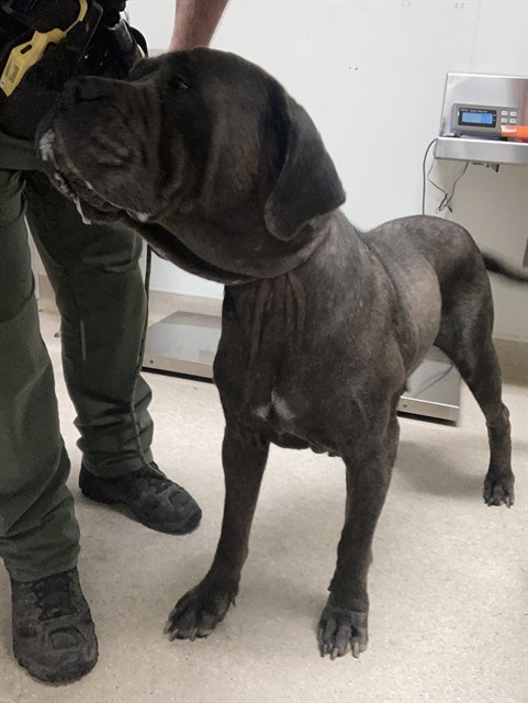 Shelter Stray Female Dog last seen Near BLOCK SPARKS ST, BAKERSFIELD CA 93307, 3951 Fruitvale Ave, Bakersfield, CA 93308, USA