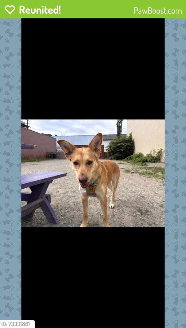Reunited Female Dog last seen Glen Drive and East 11th Ave, Vancouver, BC V5T 4V5