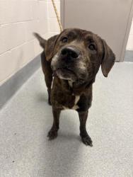 Shelter Stray Male Dog last seen Near, 2600 S Harding St, Indianapolis, IN 46221, USA