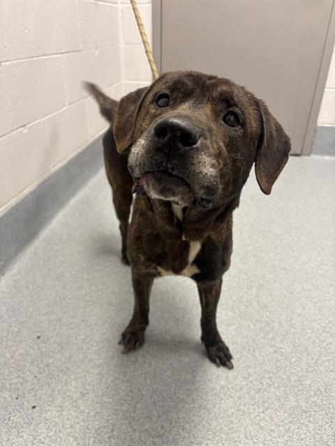 Shelter Stray Male Dog last seen Near, 2600 S Harding St, Indianapolis, IN 46221, USA