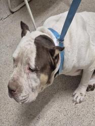 Shelter Stray Female Dog last seen KENTUCKY ST, BAKERSFIELD CA 93306, 3951 Fruitvale Ave, Bakersfield, CA 93308, USA