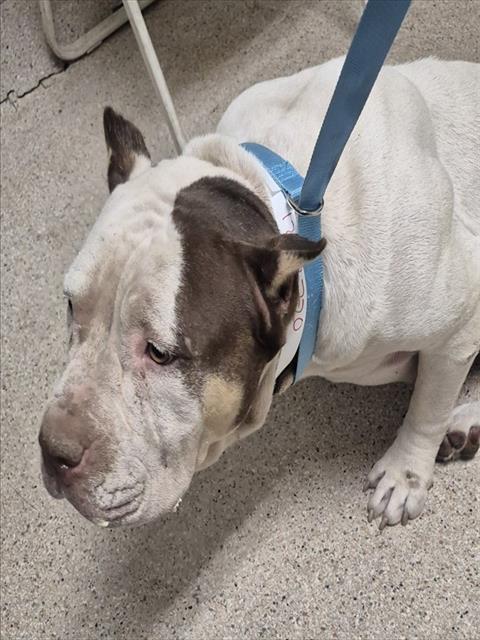 Shelter Stray Female Dog last seen KENTUCKY ST, BAKERSFIELD CA 93306, 3951 Fruitvale Ave, Bakersfield, CA 93308, USA