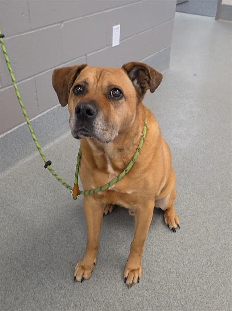 Shelter Stray Male Dog last seen Near, 2600 S Harding St, Indianapolis, IN 46221, USA
