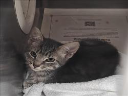 Shelter Stray Male Cat last seen , 3201 Lacy St, Los Angeles, CA 90031, USA