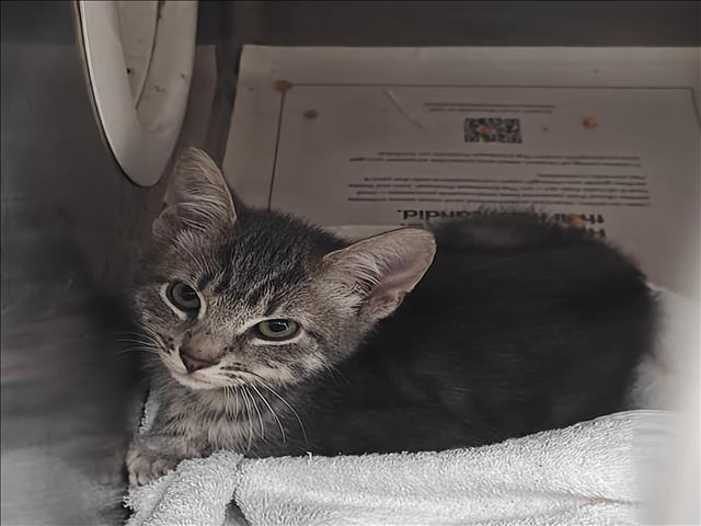 Shelter Stray Male Cat last seen , 3201 Lacy St, Los Angeles, CA 90031, USA