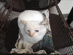 Shelter Stray Male Cat last seen , 3201 Lacy St, Los Angeles, CA 90031, USA