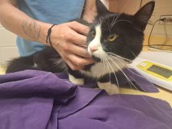 Shelter Stray Female Cat last seen Near BLOCK LUTHER RD, COLORADO SPRINGS CO 80927, 610 Abbot Ln, Colorado Springs, CO 80905, USA