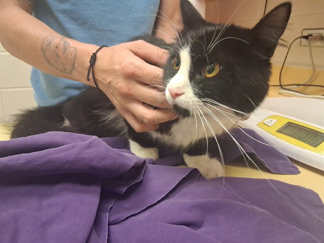 Shelter Stray Female Cat last seen Near BLOCK LUTHER RD, COLORADO SPRINGS CO 80927, 610 Abbot Ln, Colorado Springs, CO 80905, USA
