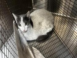 Shelter Stray Female Cat last seen , 3201 Lacy St, Los Angeles, CA 90031, USA