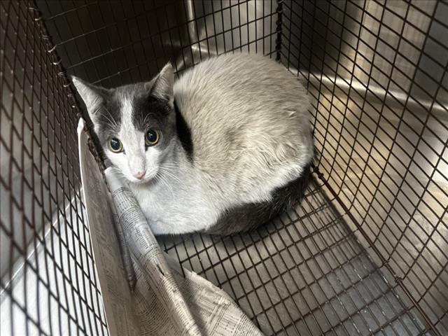 Shelter Stray Female Cat last seen , 3201 Lacy St, Los Angeles, CA 90031, USA