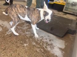 Shelter Stray Female Dog last seen CAMELBACK AND ALMA SCHOOL, 1920 S Lewis, Mesa, AZ 85210, USA