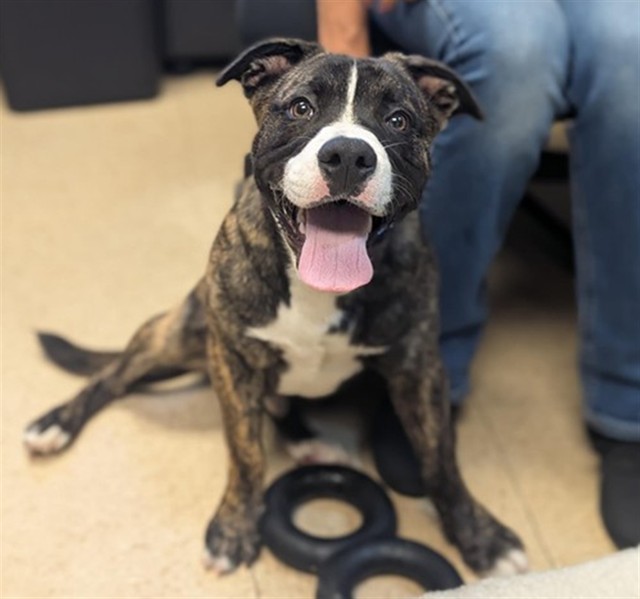 Shelter Stray Male Dog last seen , 600 Aviation Dr, Camarillo, CA 93010, USA