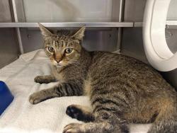 Shelter Stray Male Cat last seen Near BLOCK E 9TH ST, 130 Beyer Way, Chula Vista, CA 91911, USA