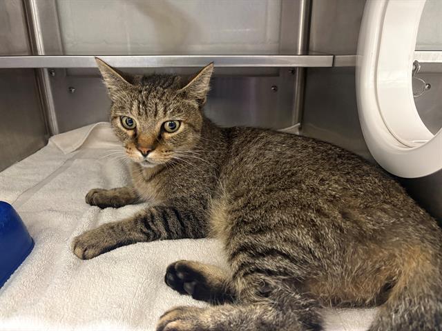 Shelter Stray Male Cat last seen Near BLOCK E 9TH ST, 130 Beyer Way, Chula Vista, CA 91911, USA