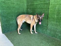 Shelter Stray Male Dog last seen , 5210 W Ave I, Lancaster, CA 93536, USA