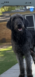 Lost Male Dog last seen Rufe snow and glenview, Fort Worth, TX 76180