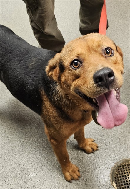 Shelter Stray Male Dog last seen Near BLOCK GLEN MEADOWS LN, 4950 SW Triana Blvd, Huntsville, AL 35805, USA