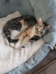 Found/Stray Female Cat last seen Near Governors Dr, Pensacola, FL 32514