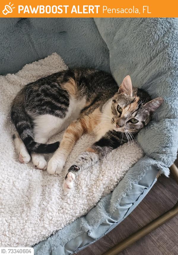 Found/Stray Female Cat last seen Near Governors Dr, Pensacola, FL 32514