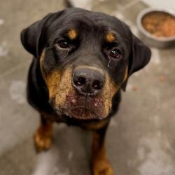 Shelter Stray Male Dog last seen MCDONALD TER, MT DORA, 12280 County Rd 448, Tavares, FL 32778, USA