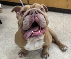 Shelter Stray Male Dog last seen , 957 N Gaffey St, San Pedro, CA 90731, USA