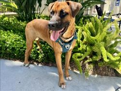 Shelter Stray Male Dog last seen , 957 N Gaffey St, San Pedro, CA 90731, USA