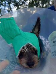Shelter Stray Male Dog last seen PIERCE & 32 AV, HOLLYWOOD, FLORIDA, 2400 SW 42nd St, Fort Lauderdale, FL 33312, USA