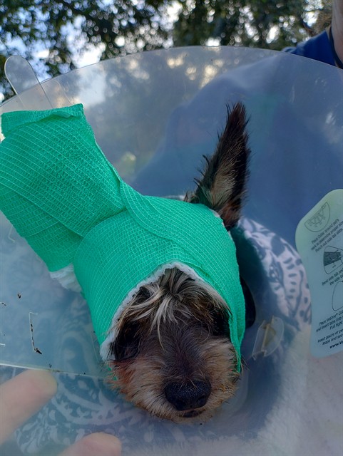 Shelter Stray Male Dog last seen PIERCE & 32 AV, HOLLYWOOD, FLORIDA, 2400 SW 42nd St, Fort Lauderdale, FL 33312, USA