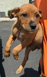 Shelter Stray Female Dog last seen 67TH AVE AND MCDOWELL RD, 2500 S 27th Ave, Phoenix, AZ 85009, USA