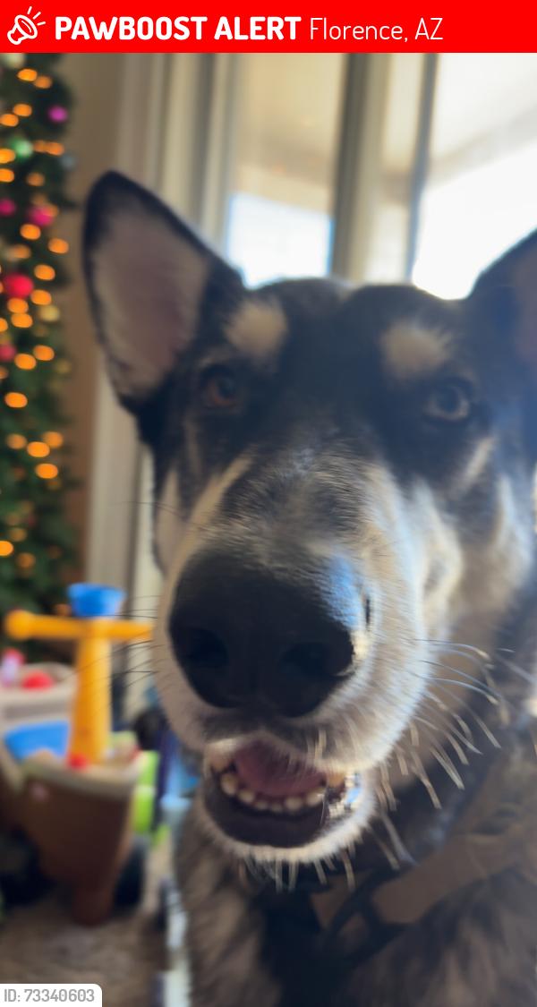 Lost Male Dog last seen Near n cargo ave, Florence, AZ 85132