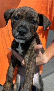 Shelter Stray Female Dog last seen 67TH AVE AND MCDOWELL RD, 2500 S 27th Ave, Phoenix, AZ 85009, USA