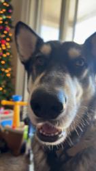 Lost Male Dog last seen Near n cargo ave, Florence, AZ 85132