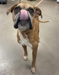 Shelter Stray Male Dog last seen ALICE AVE AND EL MIRAGE RD, 2500 S 27th Ave, Phoenix, AZ 85009, USA