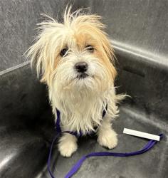 Shelter Stray Male Dog last seen NASH ST AND COTTONWOOD ST, 2500 S 27th Ave, Phoenix, AZ 85009, USA