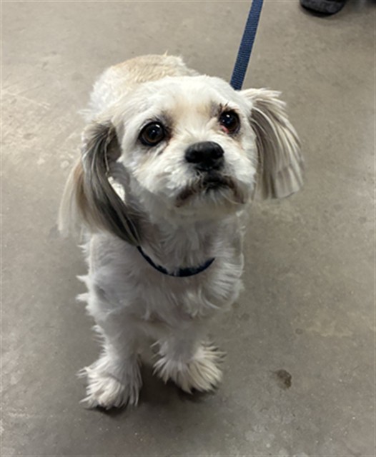 Shelter Stray Female Dog last seen NASH ST AND COTTONWOOD ST, 2500 S 27th Ave, Phoenix, AZ 85009, USA
