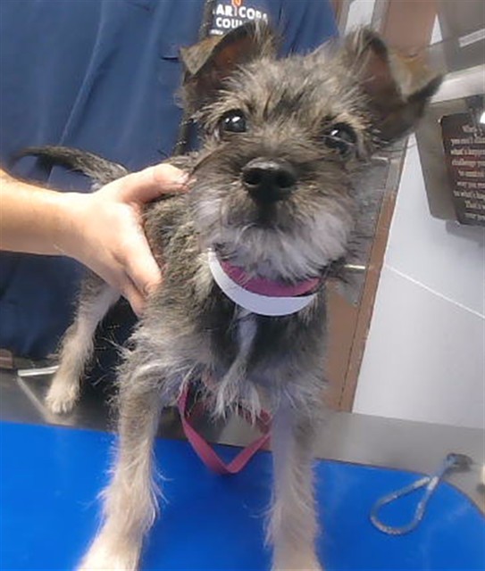 Shelter Stray Female Dog last seen 35TH AVE AND NORTHERN AVE, 2500 S 27th Ave, Phoenix, AZ 85009, USA