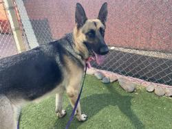 Shelter Stray Female Dog last seen N 83RD AVE AND W CAMELBACK RD, 2500 S 27th Ave, Phoenix, AZ 85009, USA