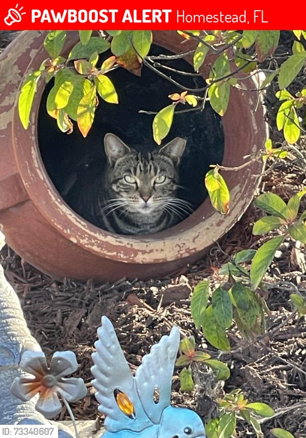 Lost Female Cat last seen Near terr & 152av., Homestead, FL 33033