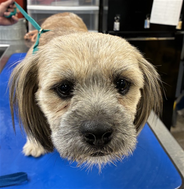 Shelter Stray Male Dog last seen NASH ST AND COTTON WOOD ST, 2500 S 27th Ave, Phoenix, AZ 85009, USA