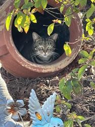 Lost Female Cat last seen Near terr & 152av., Homestead, FL 33033