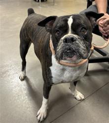 Shelter Stray Male Dog last seen 219TH AVE AND SUN VALLEY PKWY, 2500 S 27th Ave, Phoenix, AZ 85009, USA